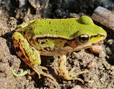 Frosch