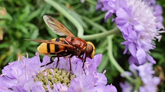 Hornissenschwebfliege