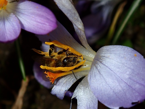 Biene im Krokus