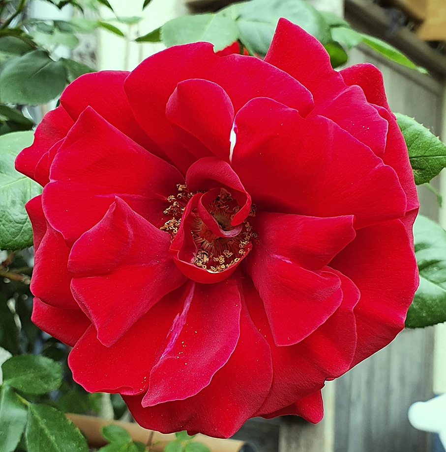 Floribunda