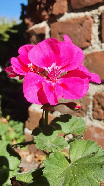 Geranium