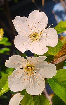 Kirschblüte